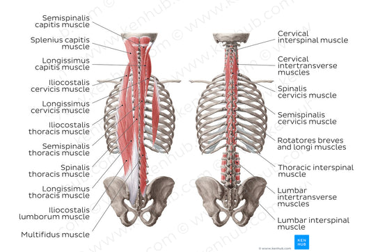 Deep muscles of the back (English)