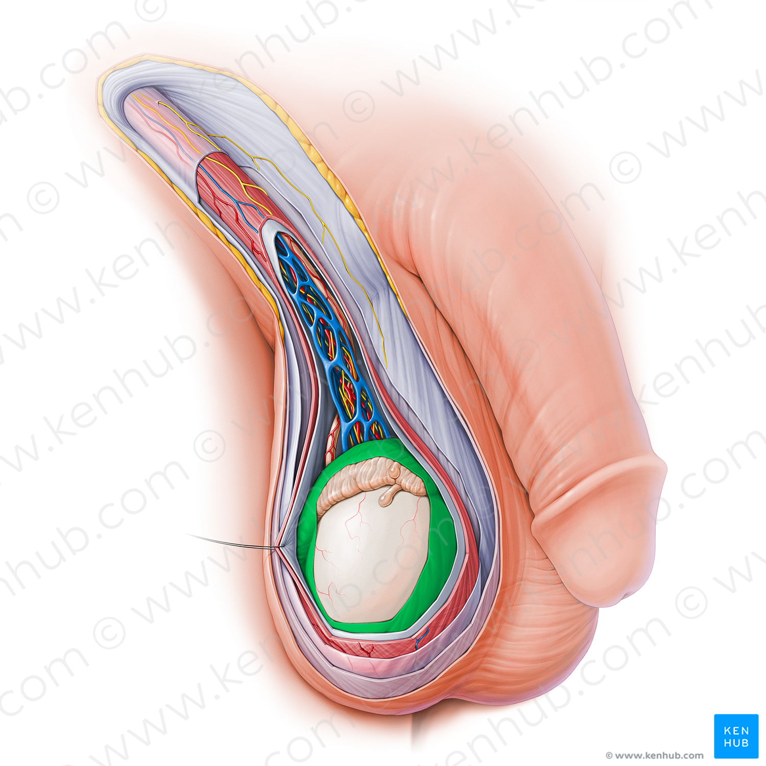 Tunica vaginalis of testis (#18802)