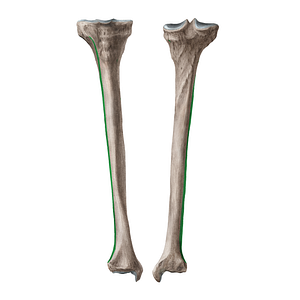 Interosseous border of tibia (#21952)