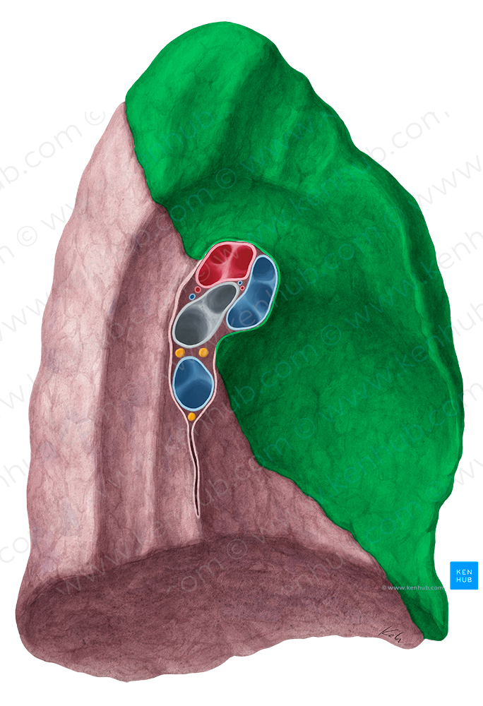 Superior lobe of left lung (#4862)
