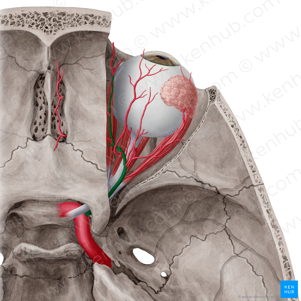 Ophthalmic artery (#1567)