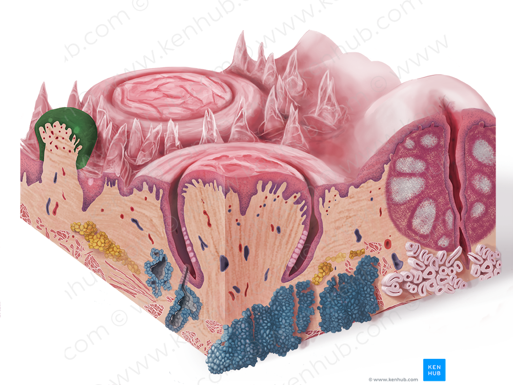 Fungiform papilla (#7632)