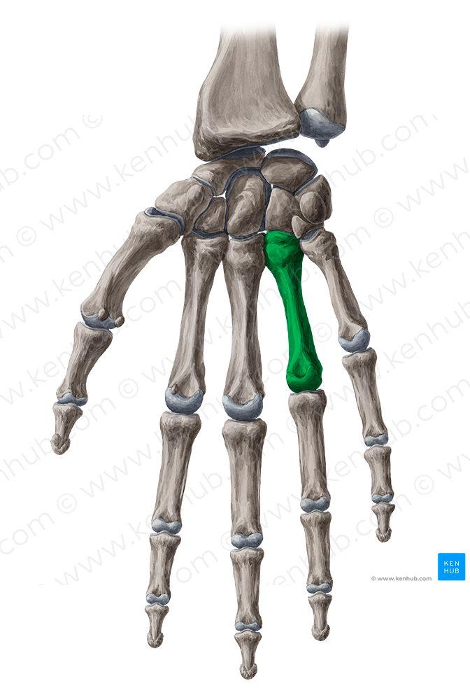 4th metacarpal bone (#7419)