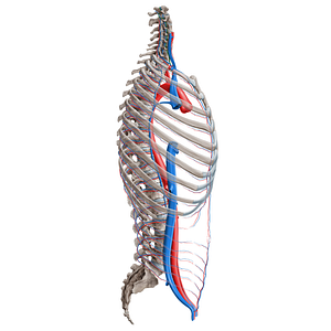 Vertebral artery (#16385)