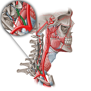 Prevertebral part of vertebral artery (V1) (#19552)