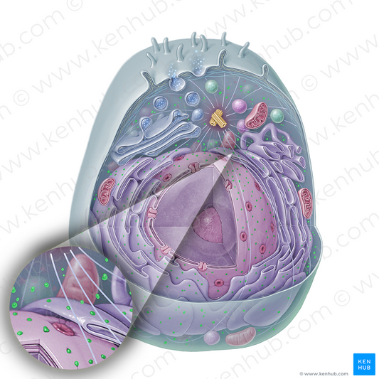 Ribosome (#15340)