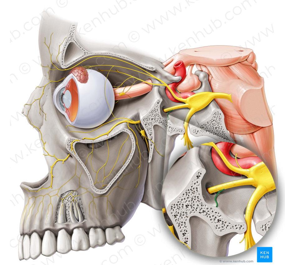 Meningeal branch of maxillary nerve (#8738)