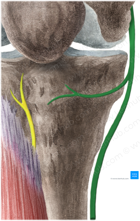 Saphenous nerve (#6721)