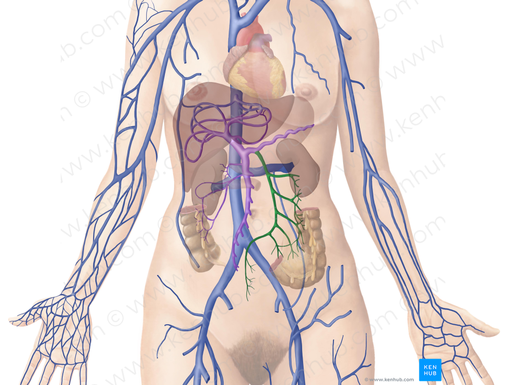 Inferior mesenteric vein (#10406)