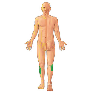 Lateral sural cutaneous nerve (#21943)