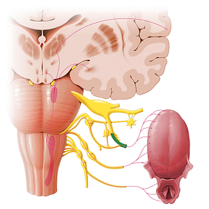 Lingual nerve (#6536)