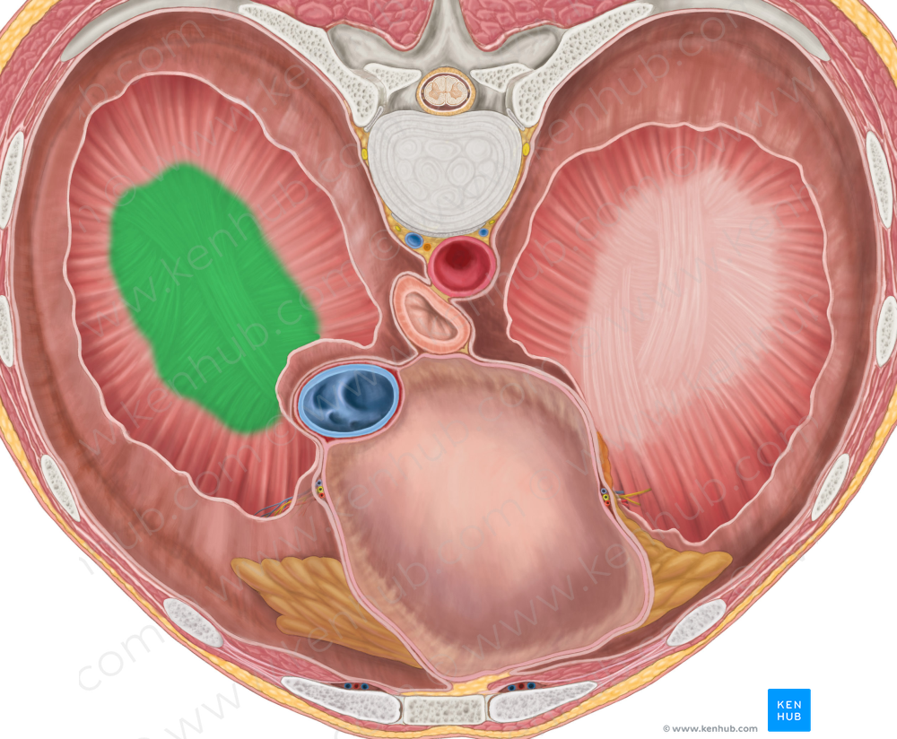 Right central tendon of diaphragm (#2557)