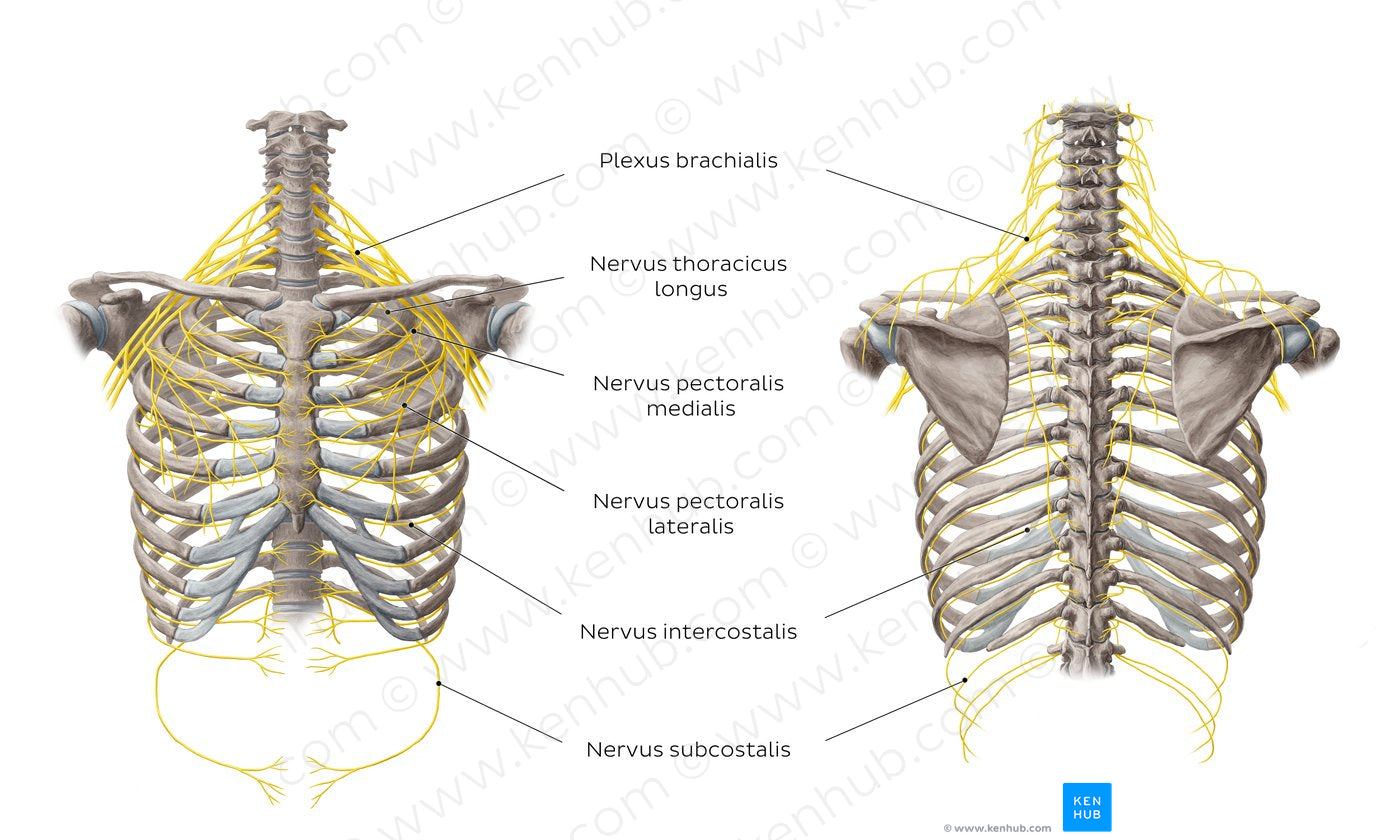 Nerves of the thoracic wall (Latin)