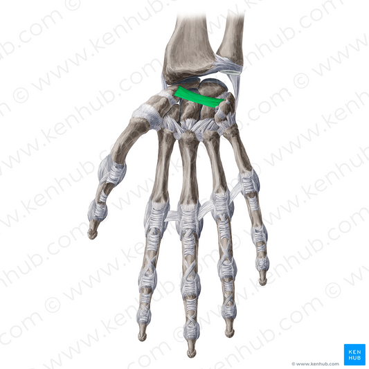 Palmar scaphotriquetral ligament (#20970)