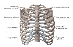 Bones of the thoracic cavity (Latin)