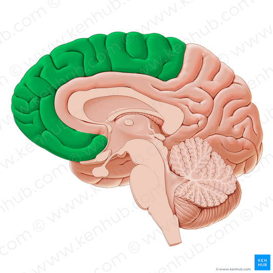 Frontal lobe (#20630)