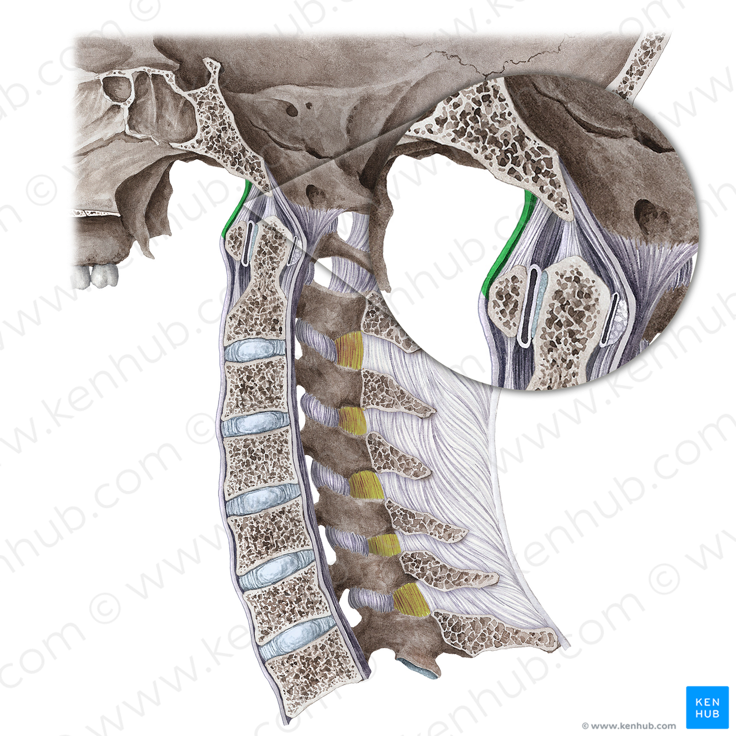 Anterior atlantooccipital membrane (#5033)