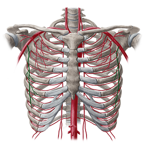 Lateral thoracic artery (#1920)