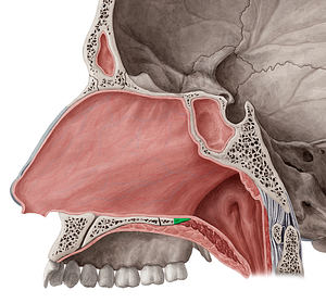 Posterior nasal spine of palatine bone (#9110)