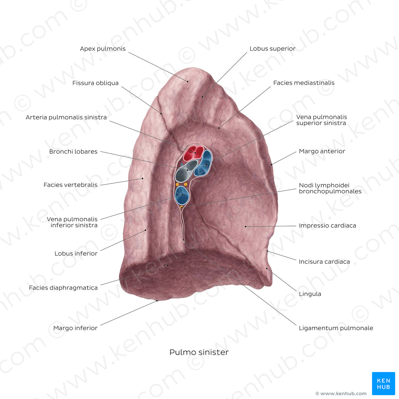 Medial view of the left lung (Latin)