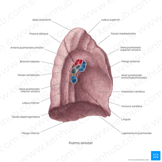 Medial view of the left lung (Latin)