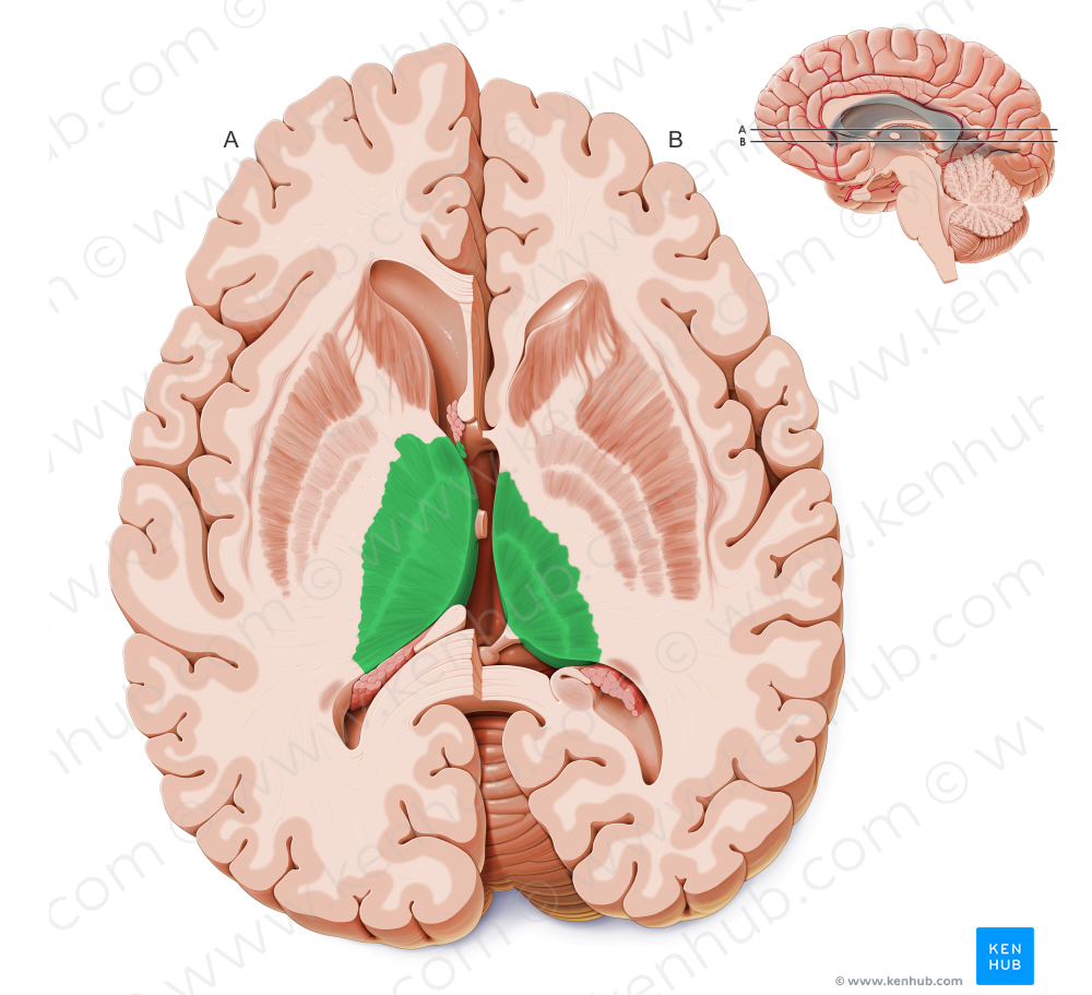 Thalamus (#9444)