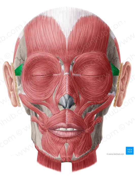 Auricularis anterior muscle (#5212)
