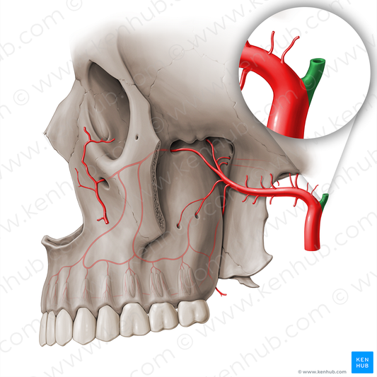 Superficial temporal artery (#18481)