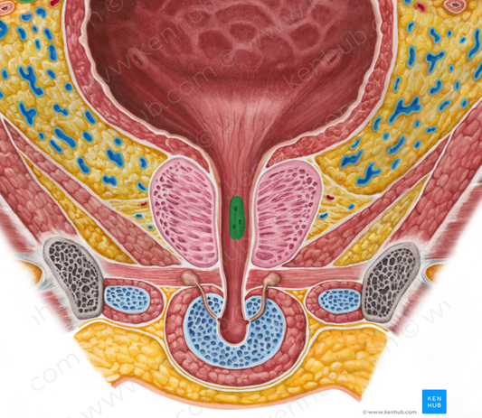 Seminal colliculus (#2663)