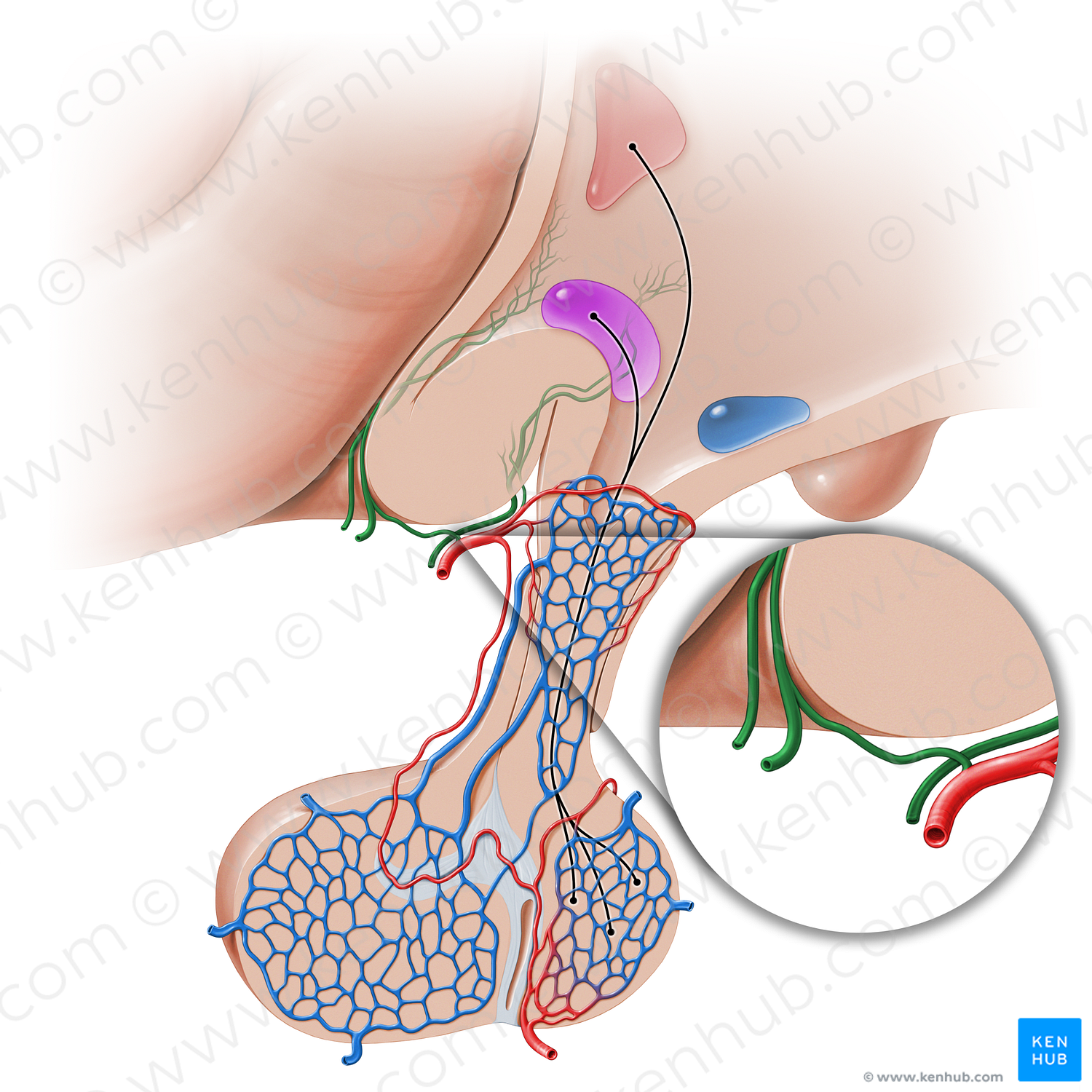 Hypothalamic vessels (#16234)