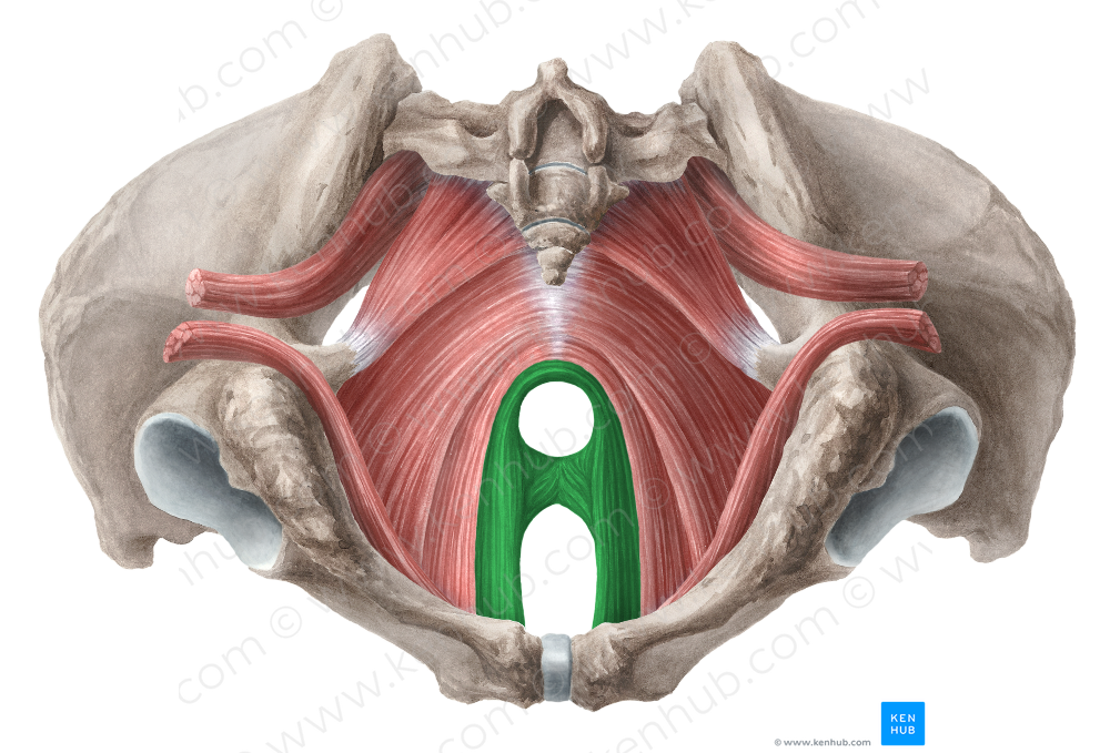 Puborectalis muscle (#5802)