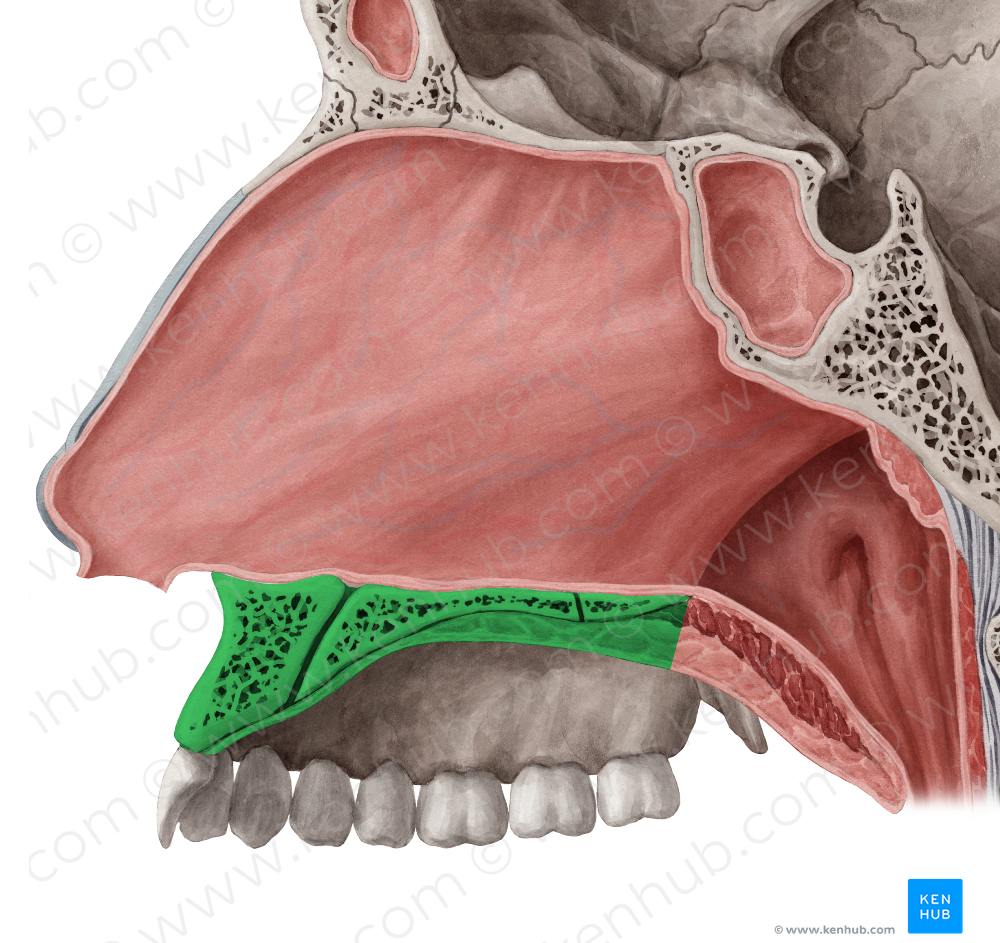 Hard palate (#7590)