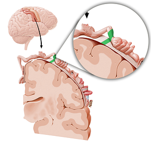 Sensory cortex of forearm (#11043)