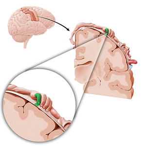 Motor cortex of little finger (#11079)