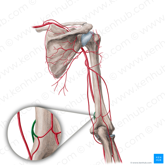 Inferior ulnar collateral artery (#21701)