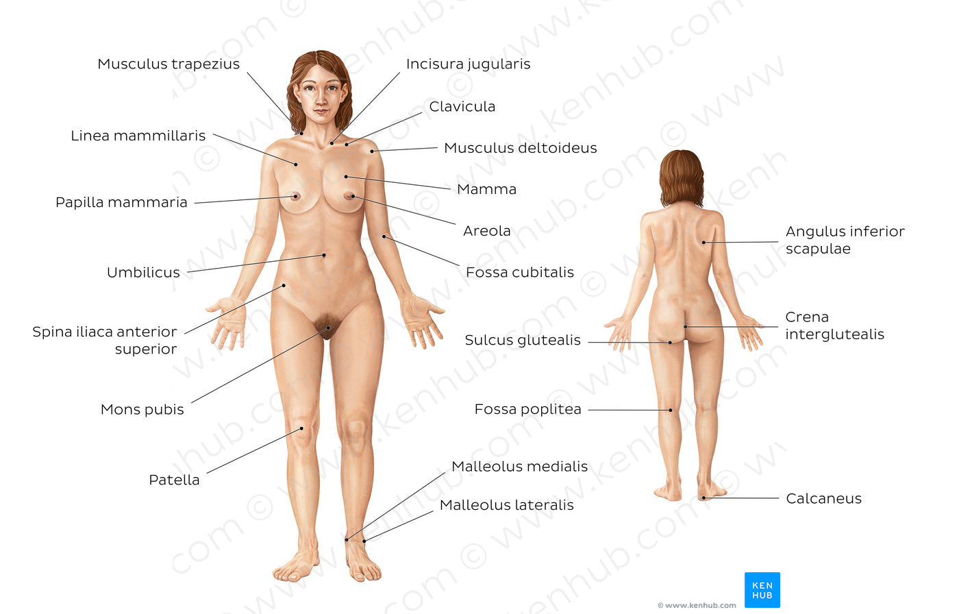 Female body surface anatomy (Latin)