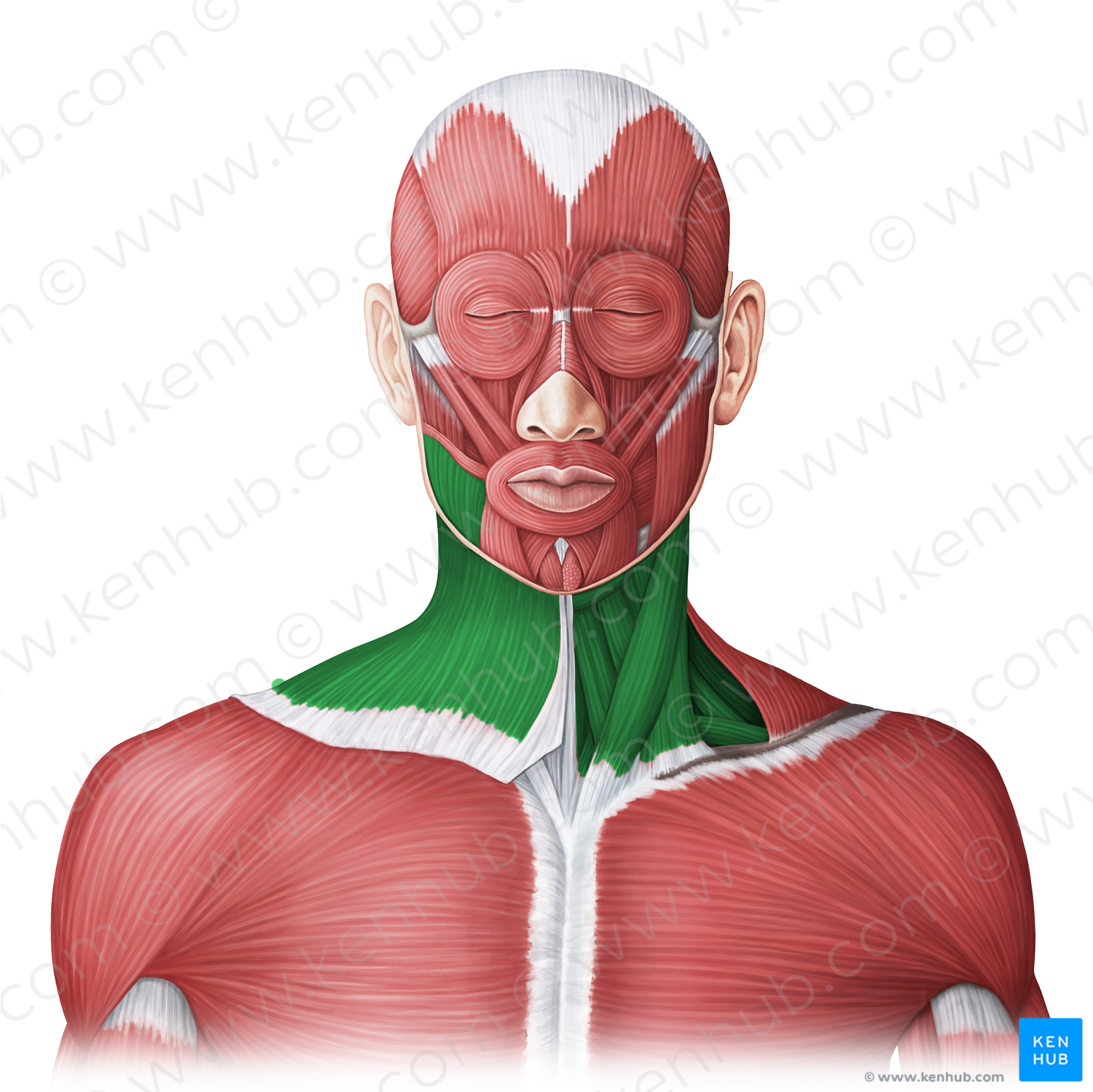 Anterior neck muscles (#20077)