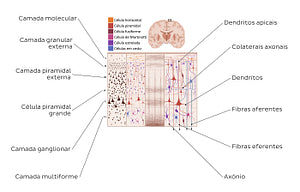 Cerebral cortex I (Portuguese)