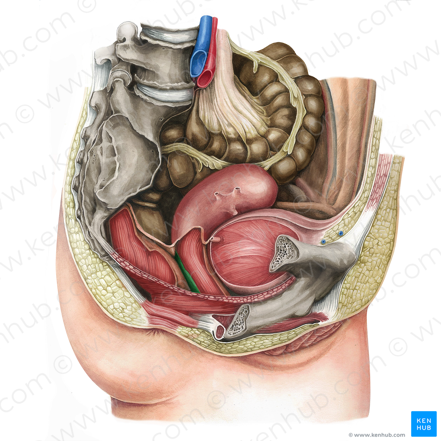 Rectovaginal fascia (#16175)