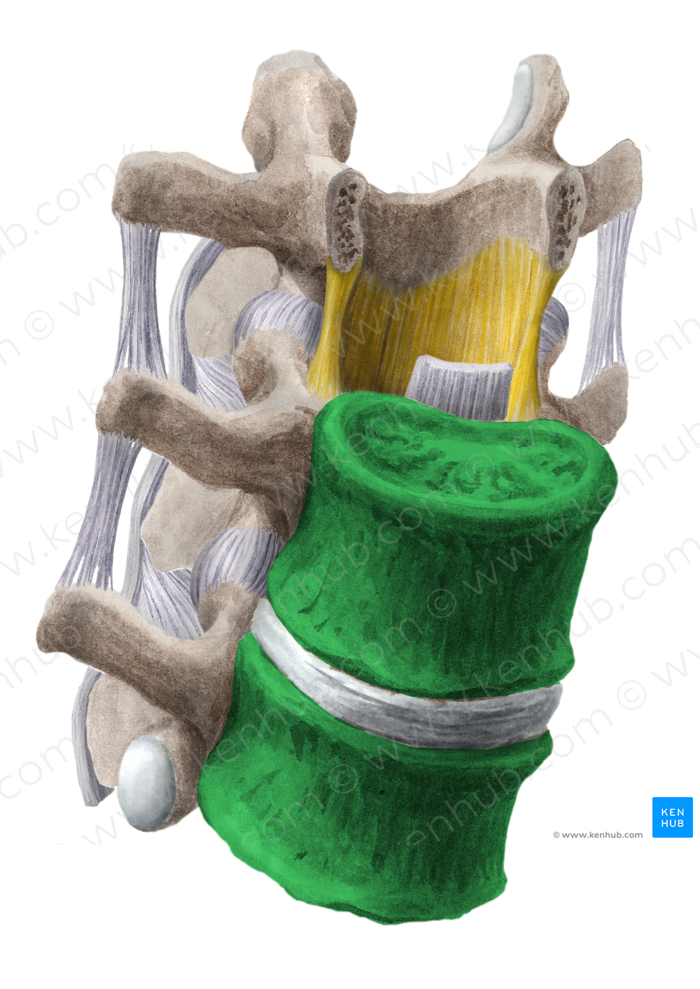 Vertebral body (#3007)