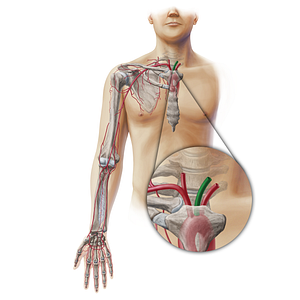 Left common carotid artery (#19334)