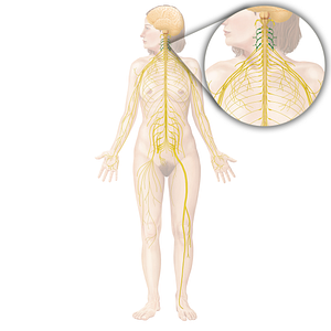 Cervical plexus (#7976)