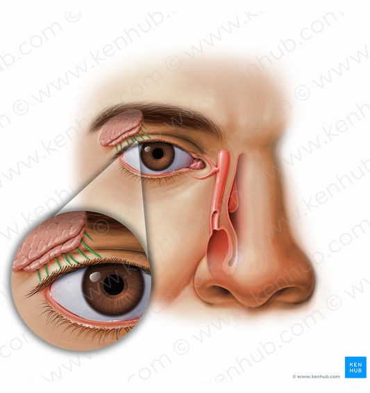 Excretory ducts of lacrimal gland (#11609)