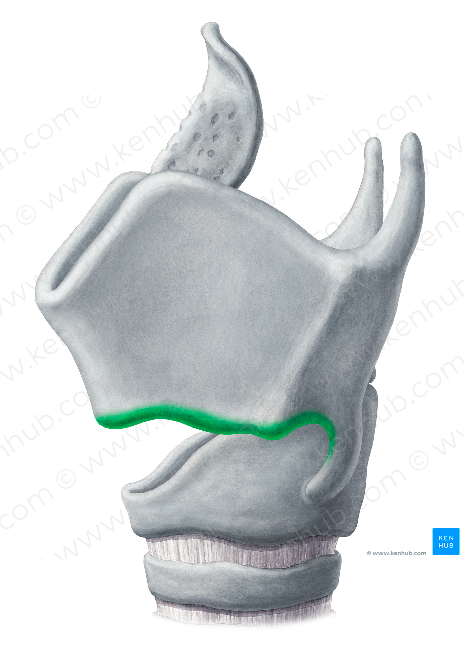Inferior border of thyroid cartilage (#18800)