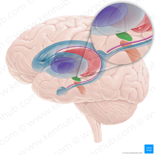 Subthalamic nucleus (#16704)