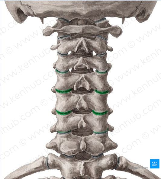 Articular processes of vertebrae C4-C6 (#8162)