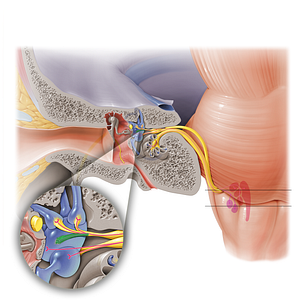 Utricular nerve (#6862)