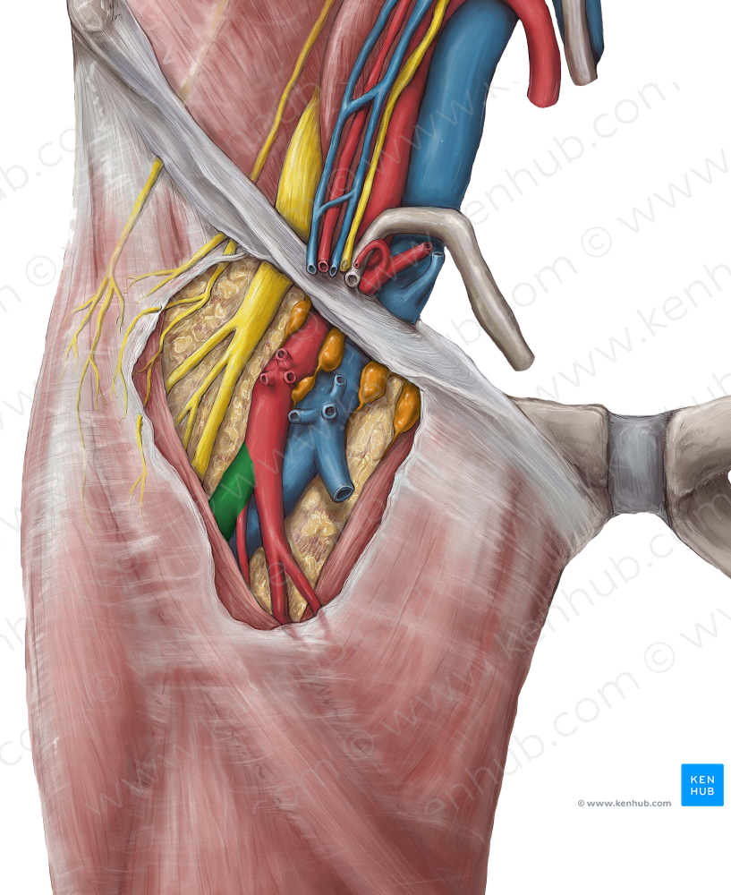 Deep femoral artery (#1655)