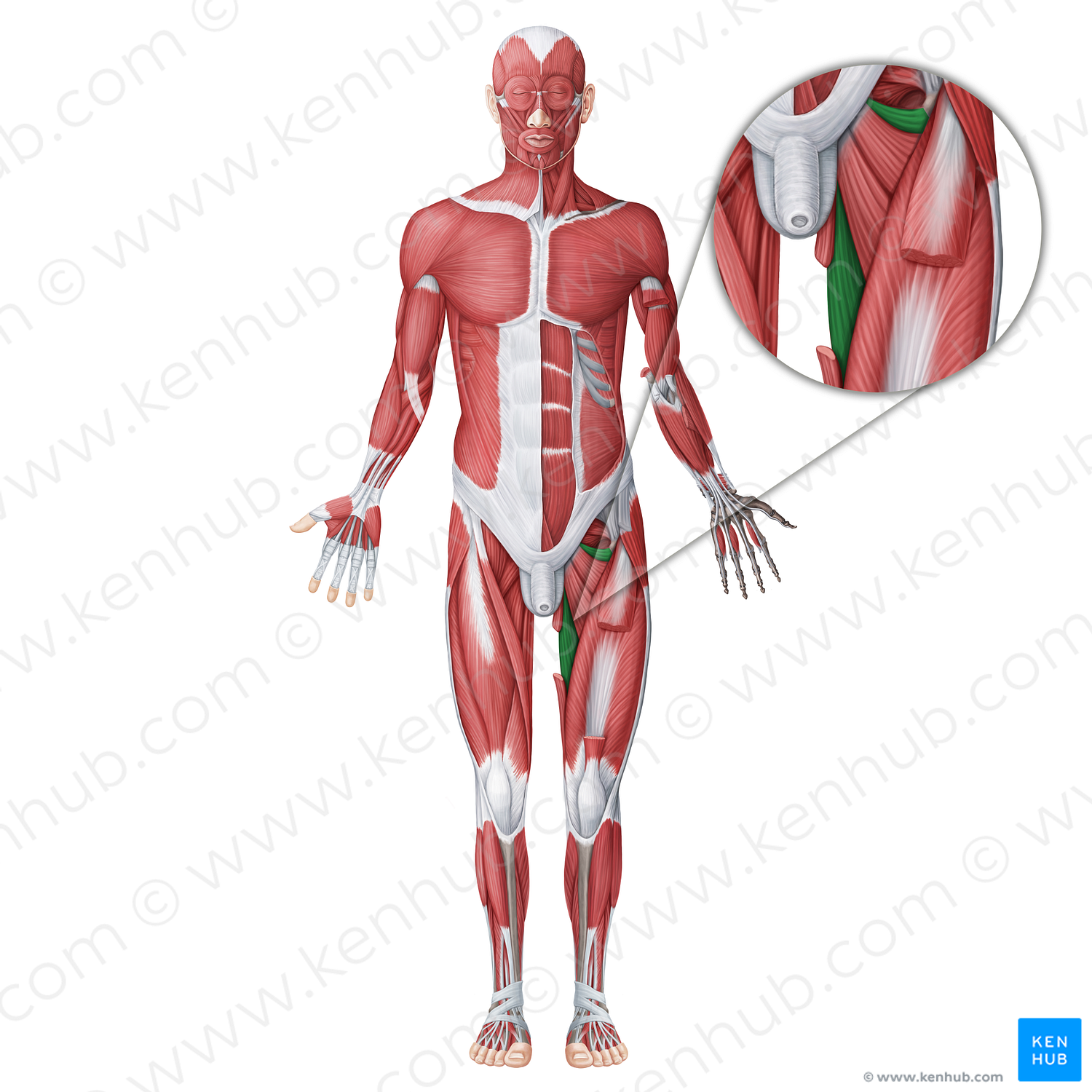 Adductor magnus muscle (#18640)