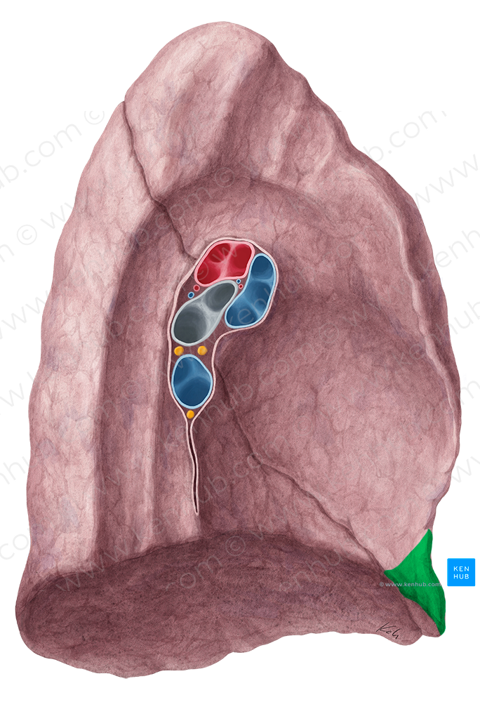 Lingula of left lung (#4750)
